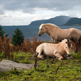 Грустные норвежские лошадки
